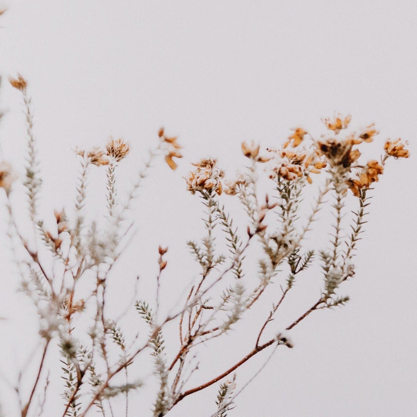 In The Details I by Annie Spratt - Rustic 2.5 Walnut