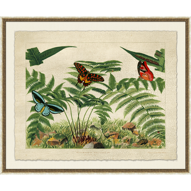 Cassels European Ferns - II-Wendover-WEND-29015-Wall Art-1-France and Son