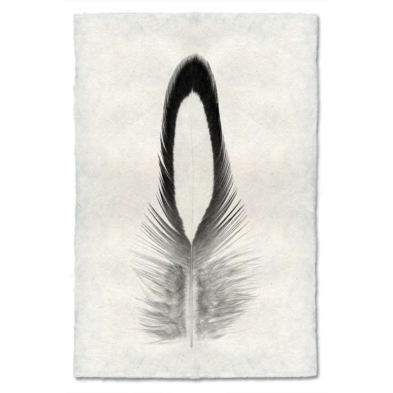 Feather Study #14 Print - BARLOGA-FeatherStudy#14Print