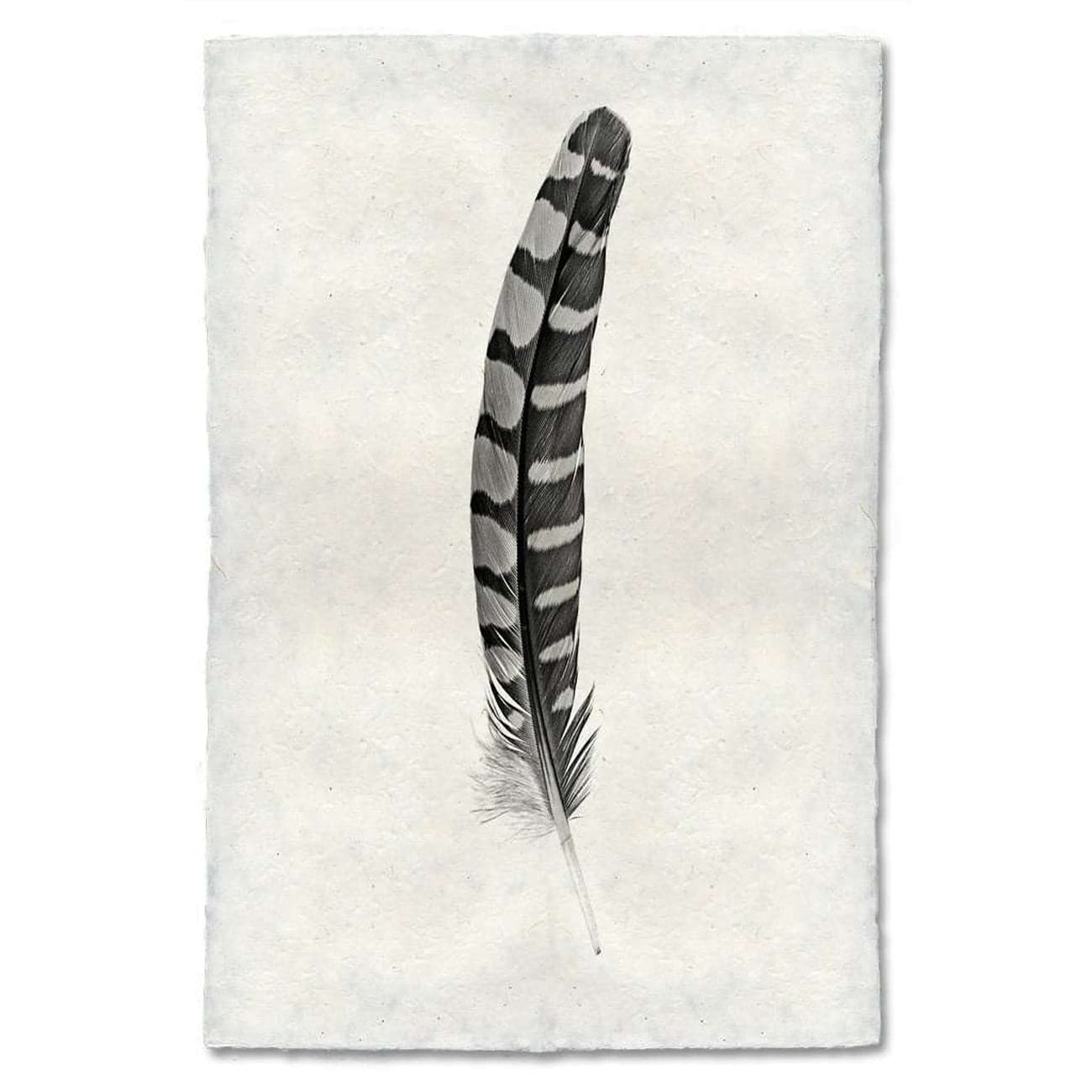 BARLOGA-FeatherStudy#12Print - Feather Study #12 Print