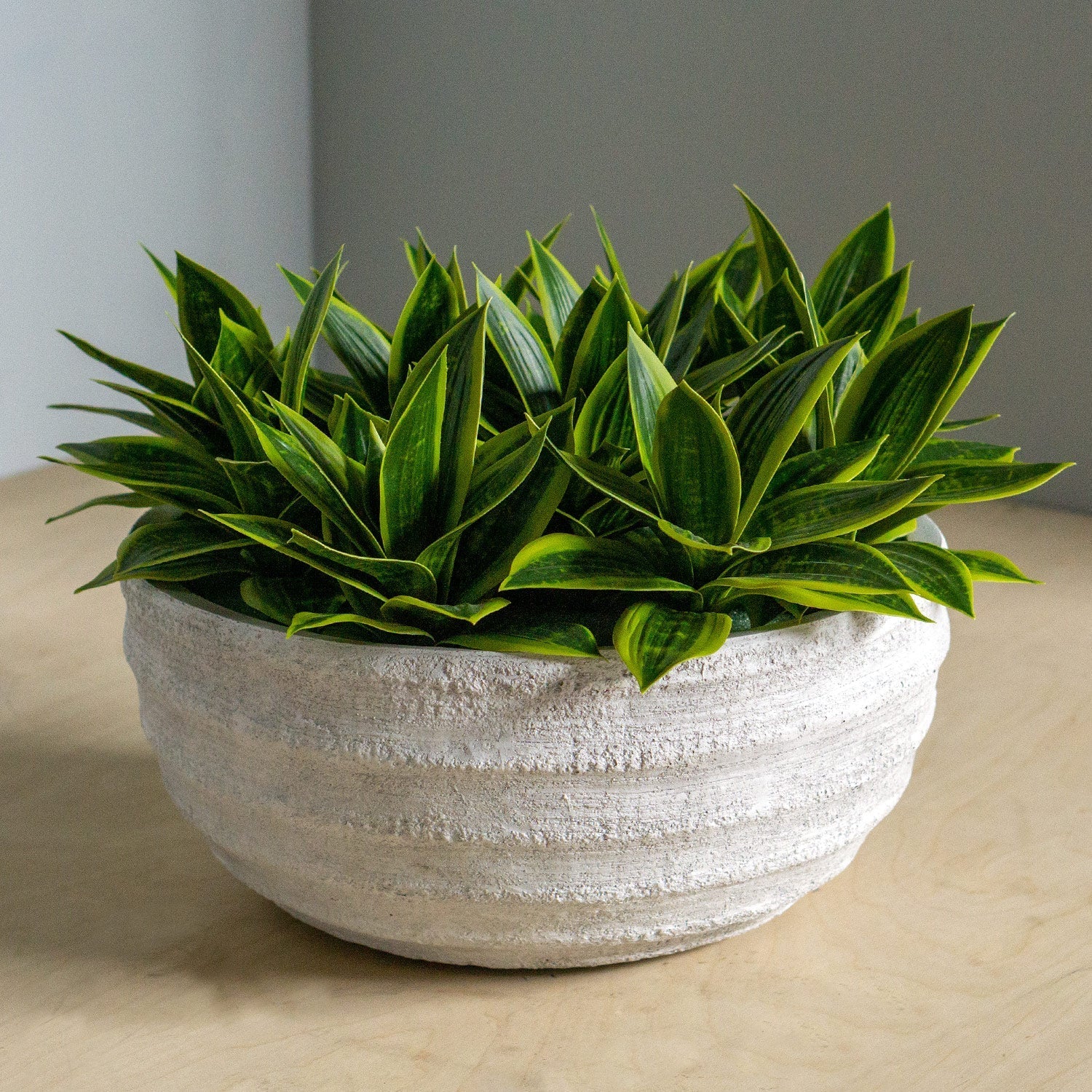 Sansevieria In Dolma Bowl, LG-Gold Leaf Design Group-GOLDL-HY2085-14-Planters-1-France and Son