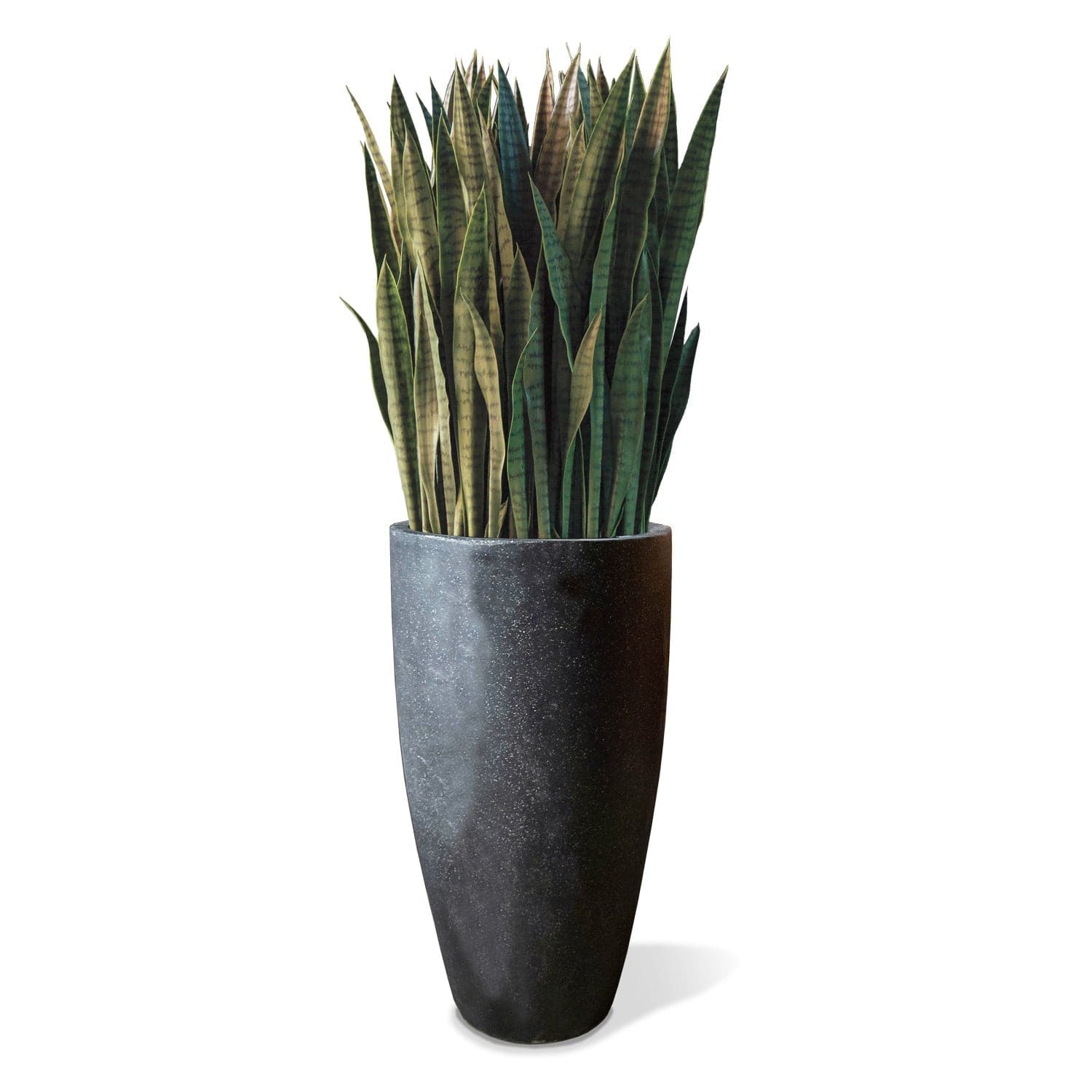 Sansevieria In Kawa Planter - Extra Full-Gold Leaf Design Group-GOLDL-HY3102-LGBK-PlantersGranite Black-1-France and Son