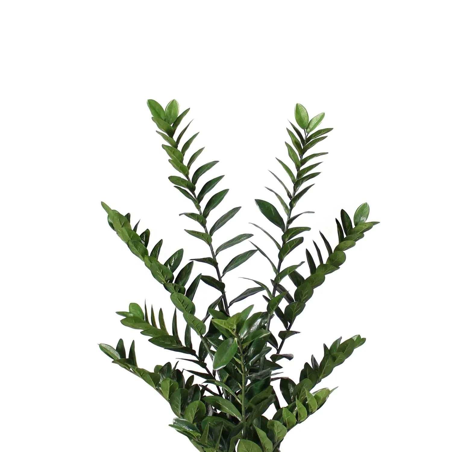 ZZ Plant 38"H Potted - set of 2-Gold Leaf Design Group-GOLDL-PB1865-38-Decor-2-France and Son