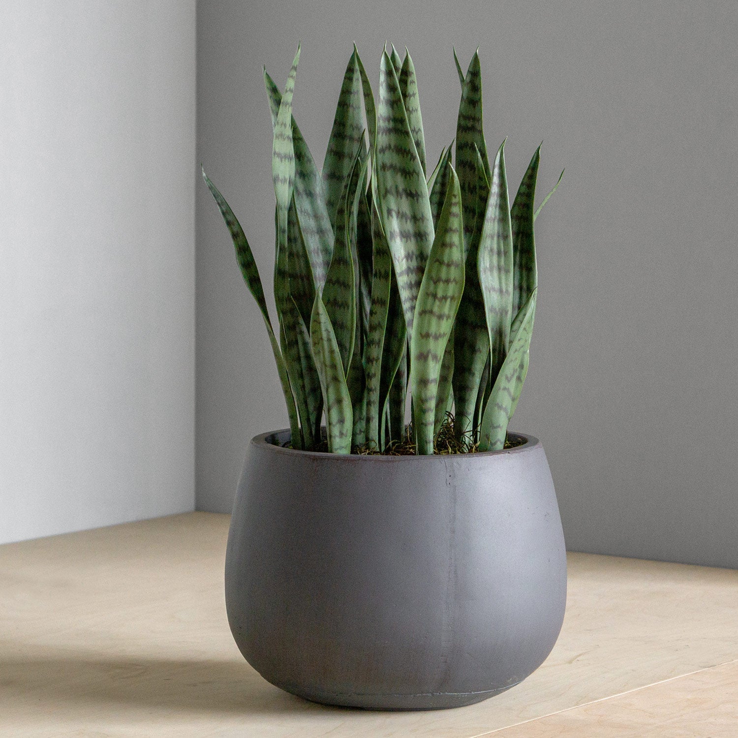 Sansevieria In Puddle Planter Grey - SM-Gold Leaf Design Group-GOLDL-HY2081-1-Planters-1-France and Son