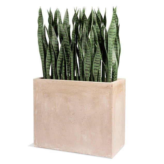 Sansevieria in Urbano Rectangle Planter-Gold Leaf Design Group-GOLDL-HY9451-38-PlantersSmall-1-France and Son