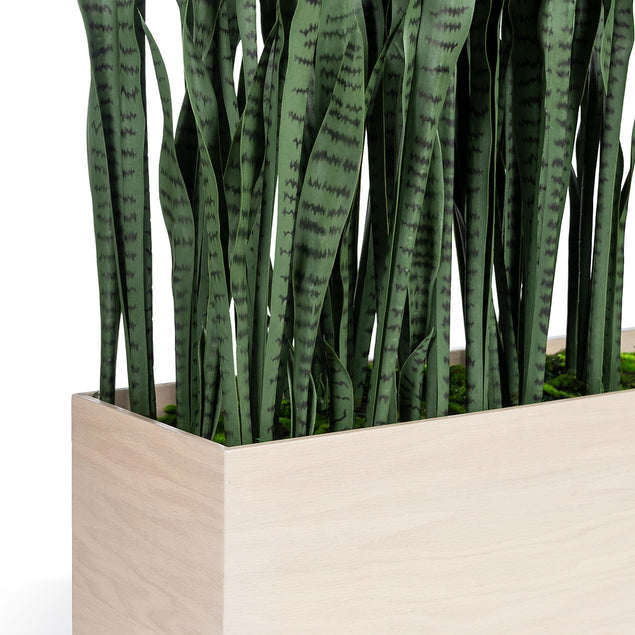 Sansevieria in Whitewash Rectangle Planter-Gold Leaf Design Group-GOLDL-HY9492-48W-Planters-2-France and Son