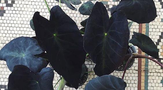 Haunting Houseplants: Thirteen Black Plants to Celebrate Halloween Year-round