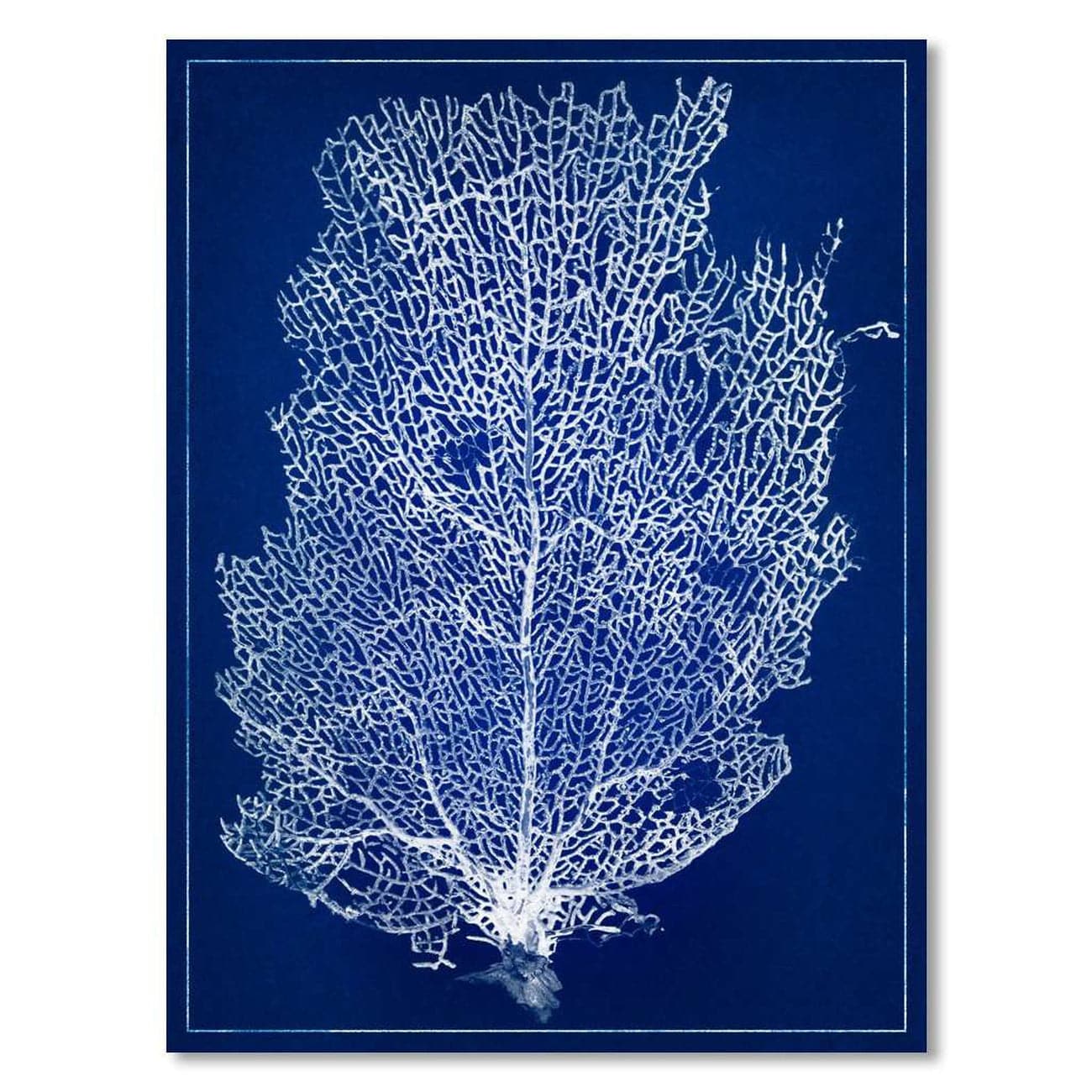 Sea Fan #2