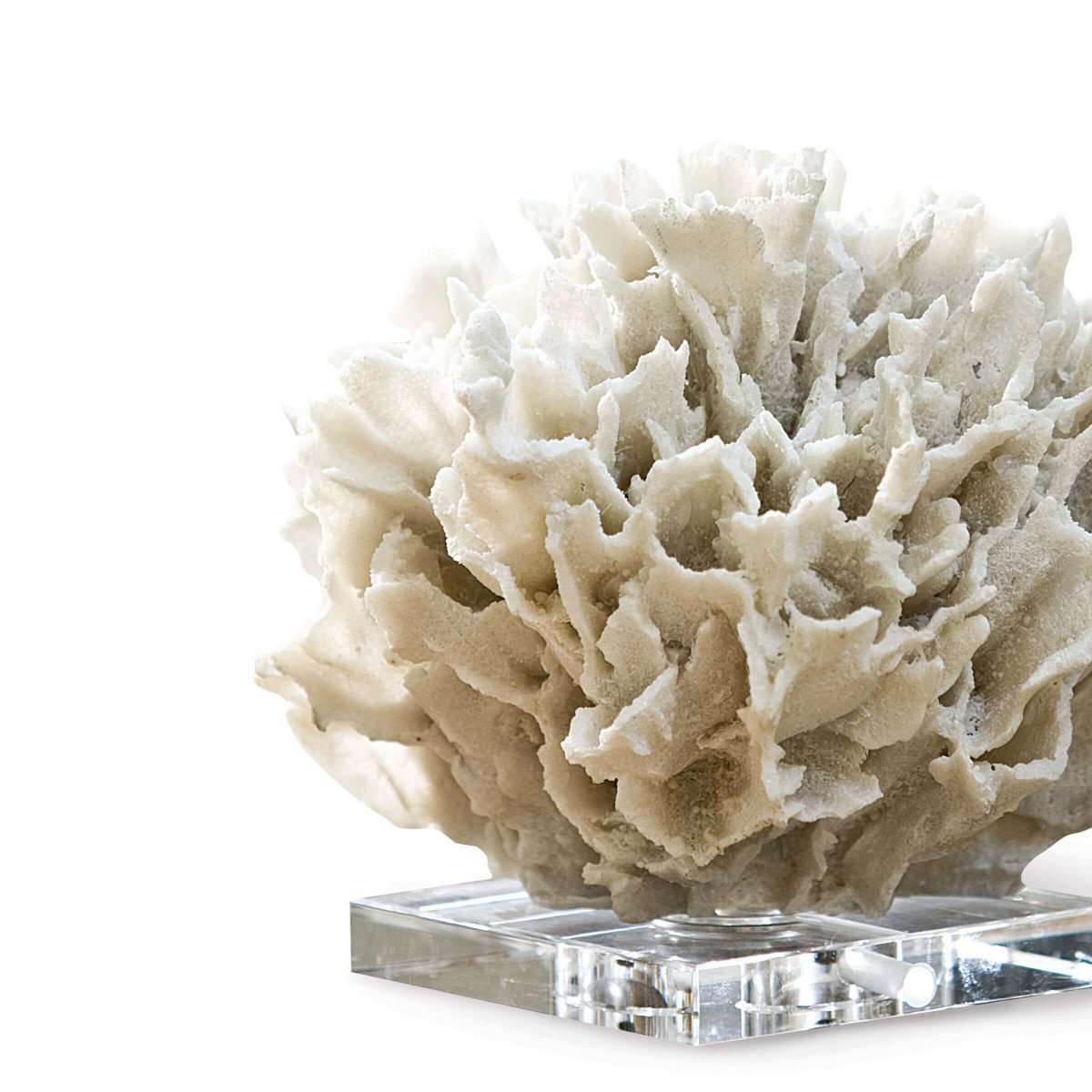 Ribbon Coral - White