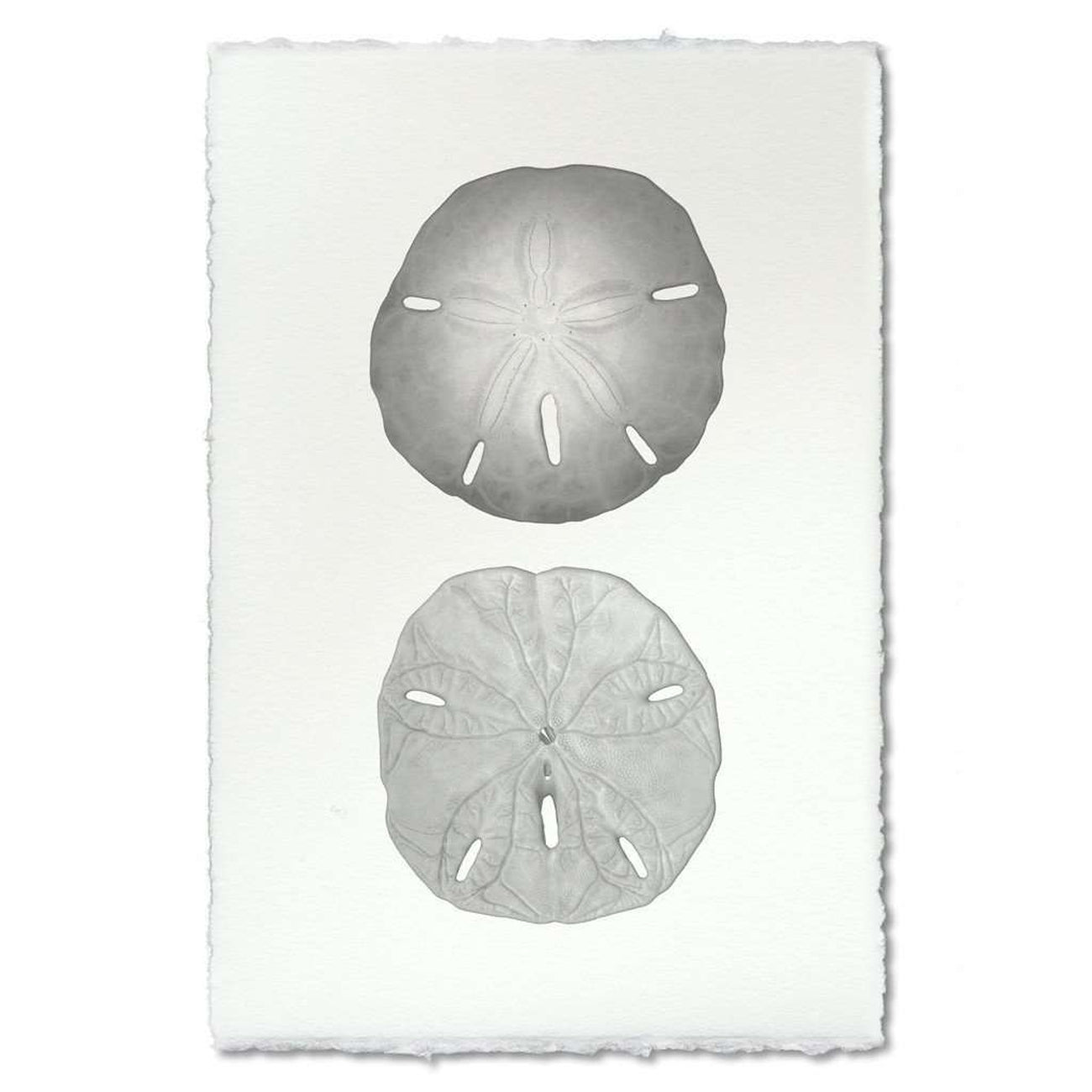 BARLOGA-SandDollarsPrint  - Parent - sand dollars print