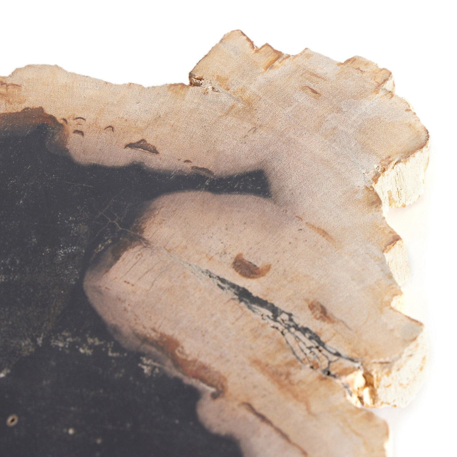 Petrified Wood Slab - Dark Petrified Wood