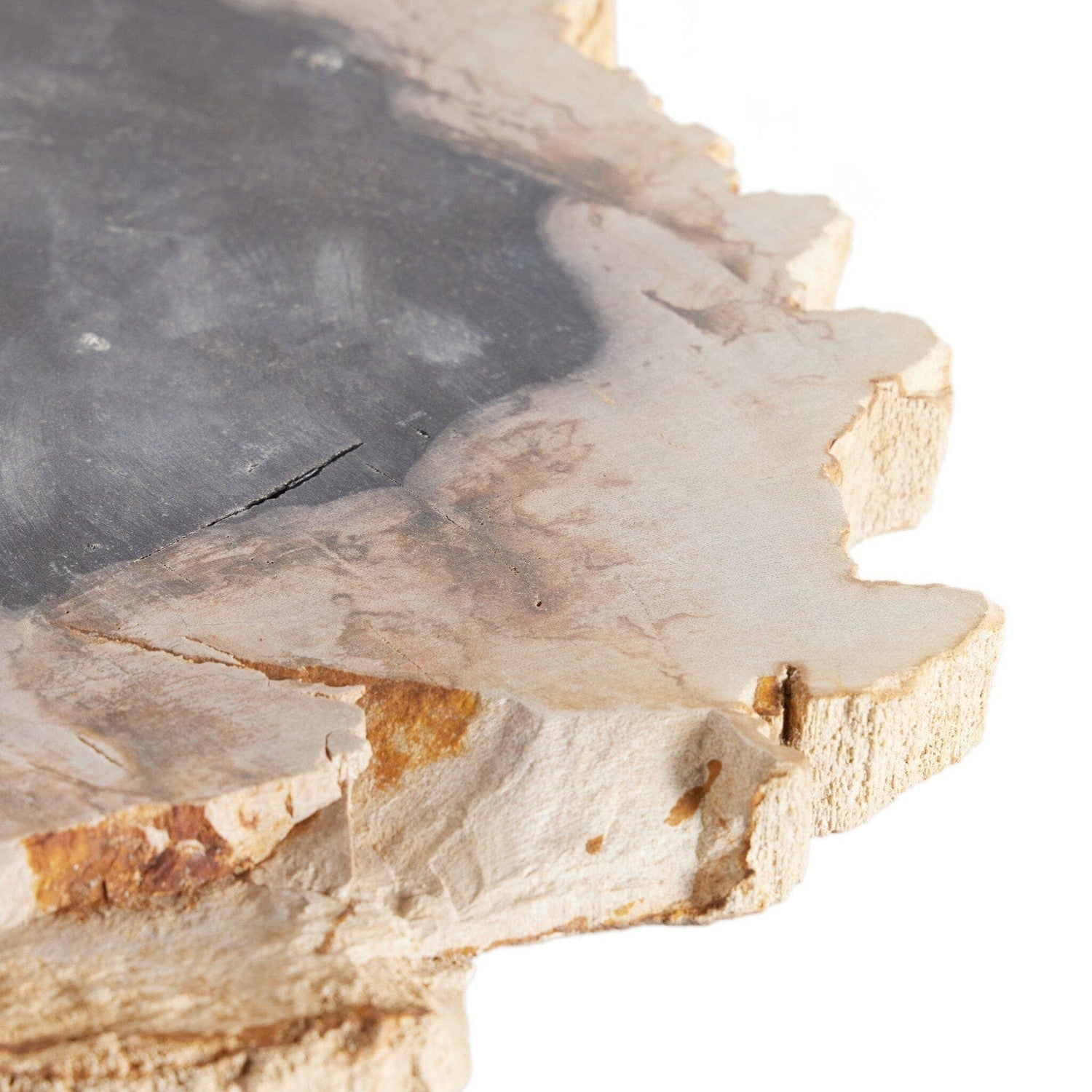 Petrified Wood Slab - Dark Petrified Wood