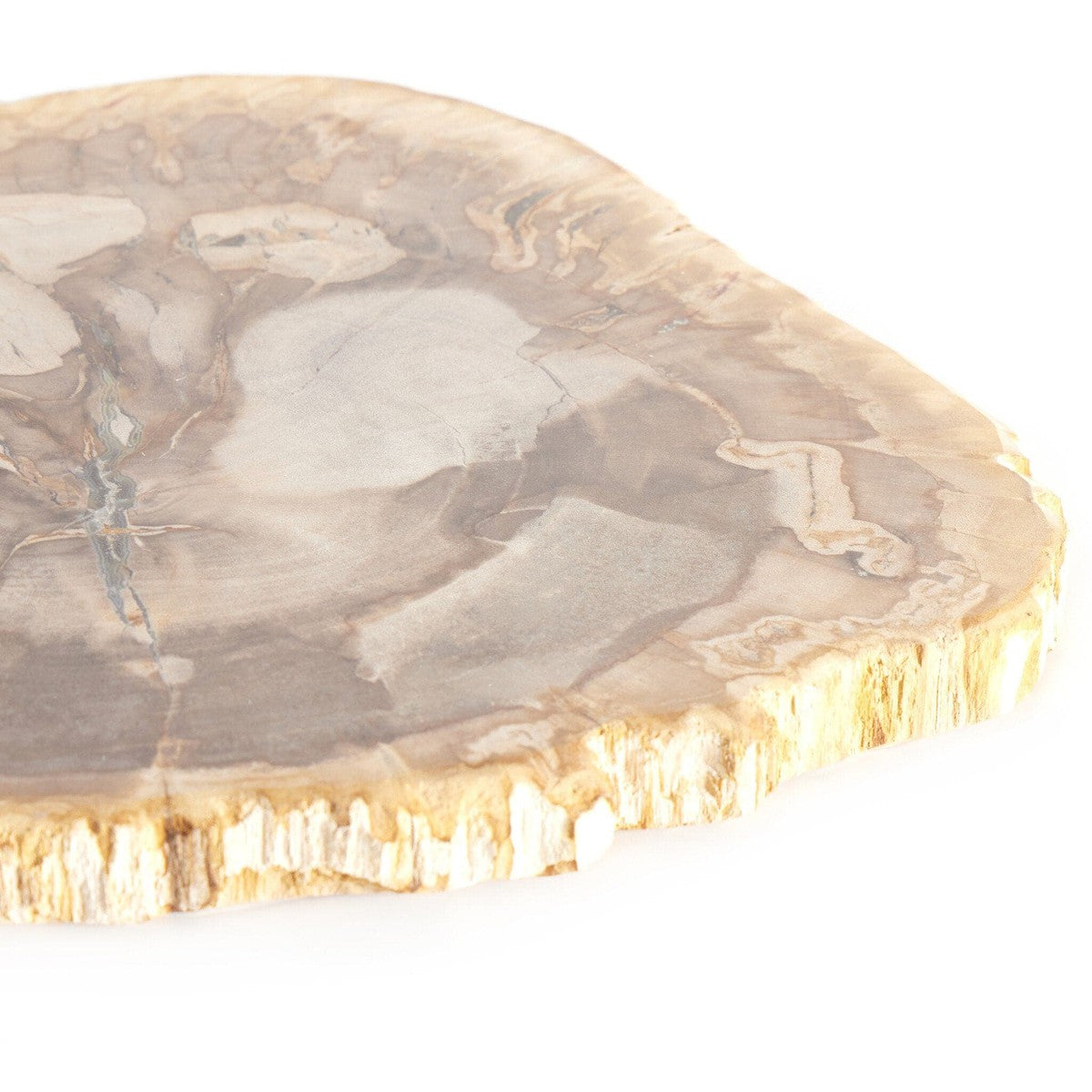 Petrified Wood Slab - Light Petrified Wood