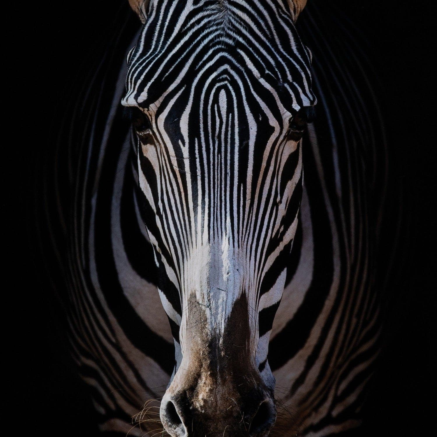 Zebra Stare by Getty Images - Vertical Grain White Oak Floater