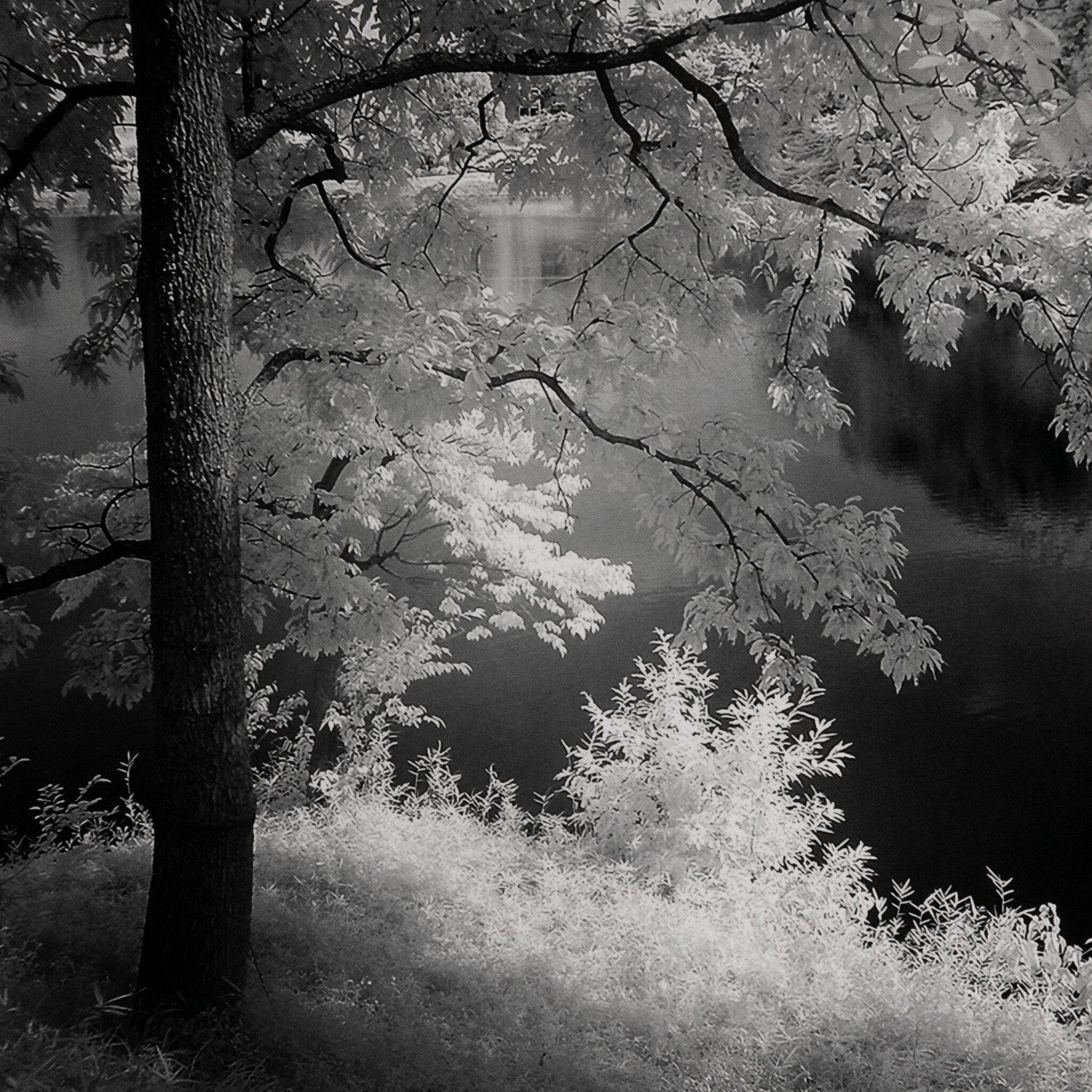 Summer Light by Getty Images - Black Maple Floater