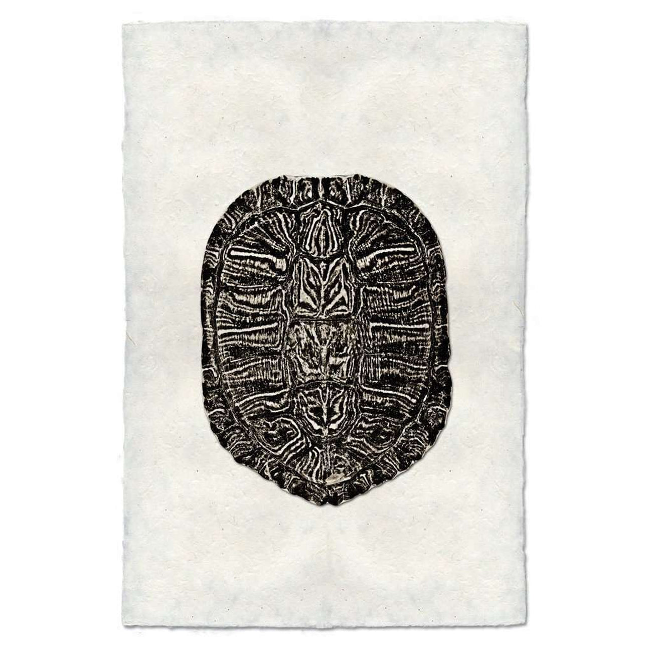 Turtle Shell #1 Print - BARLOGA-TurtleShell#1