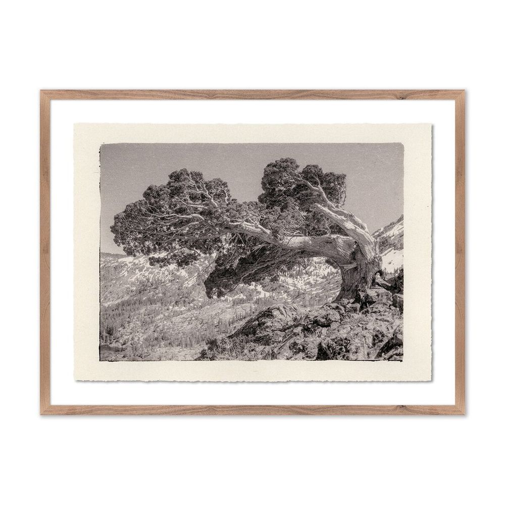 Wall Art Juniper Gampi By Platinum Revival - 32"X24.5" - Rustic Walnut