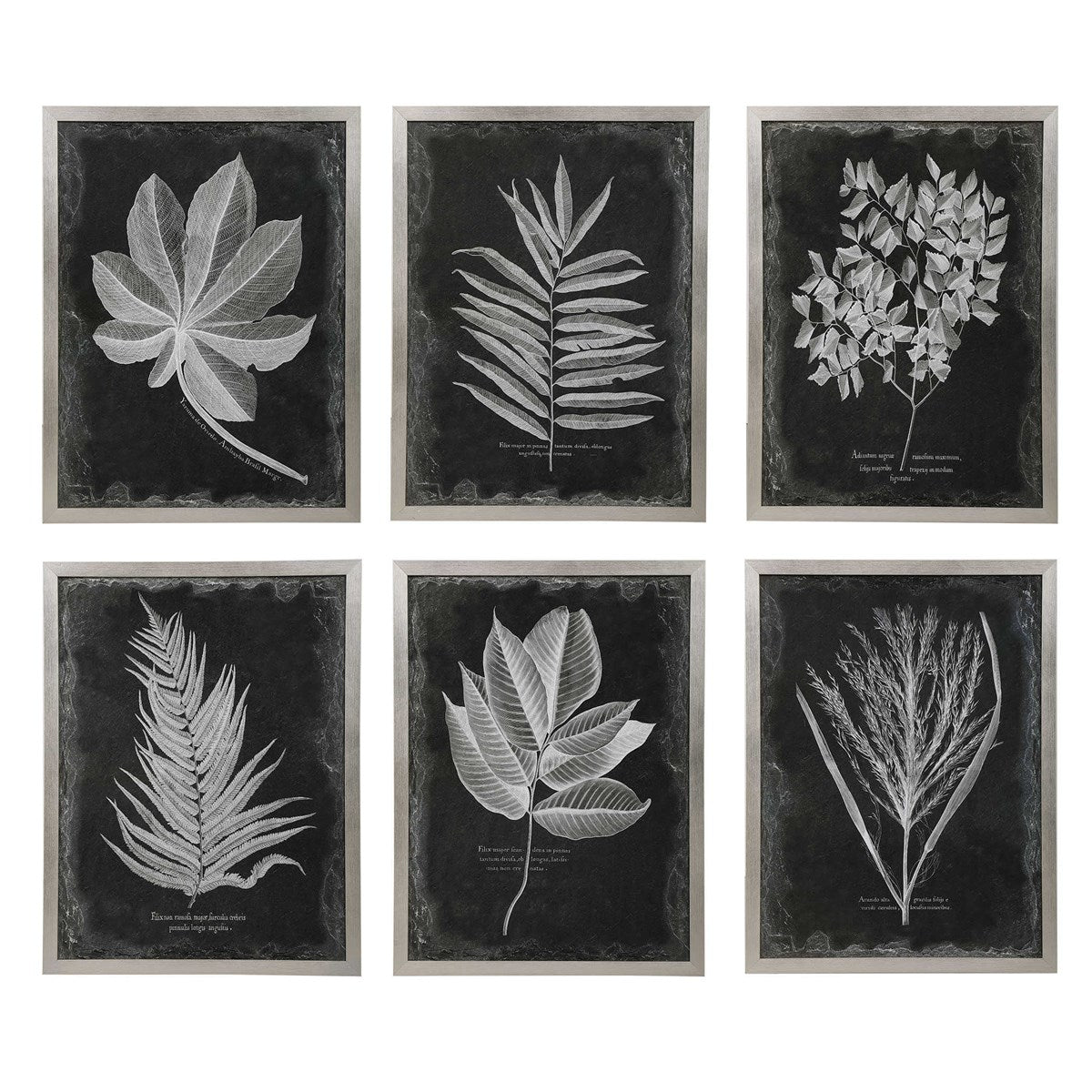 Foliage Framed Prints, S/6-Uttermost-UTTM-33671-Wall Art-1-France and Son
