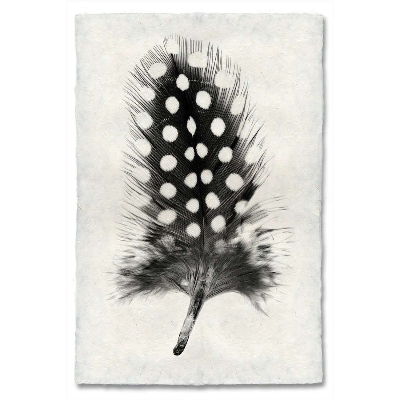 Feather Study #1 Print