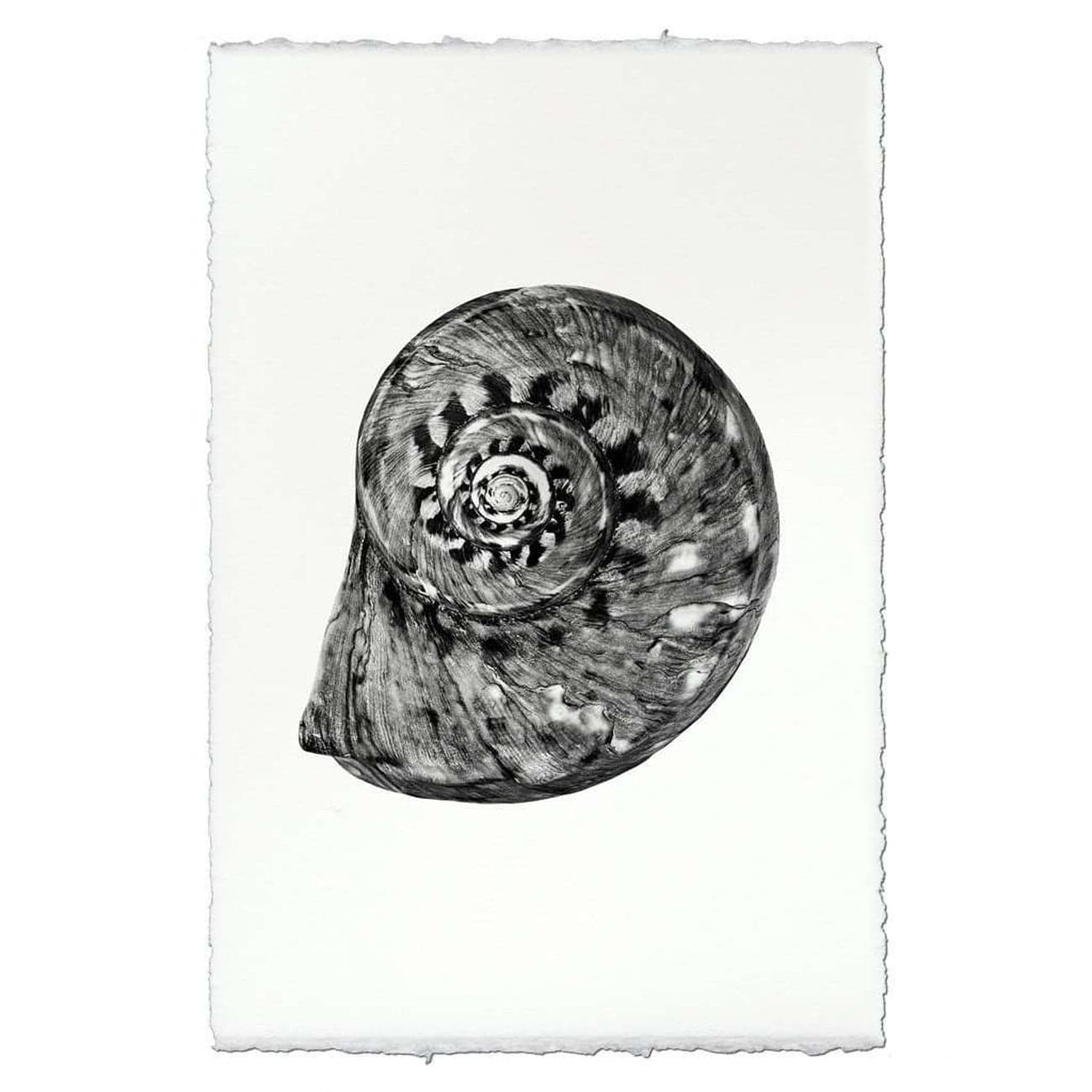 Spiraled Shell Print  -  BARLOGA-SpiraledShellPrint  - Parent