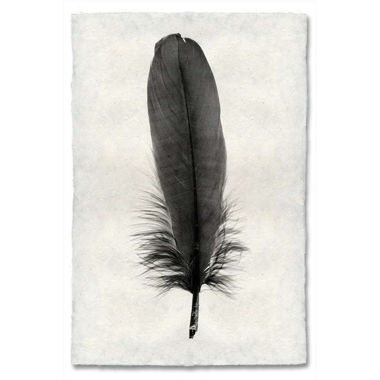 Feather Study #6 Print