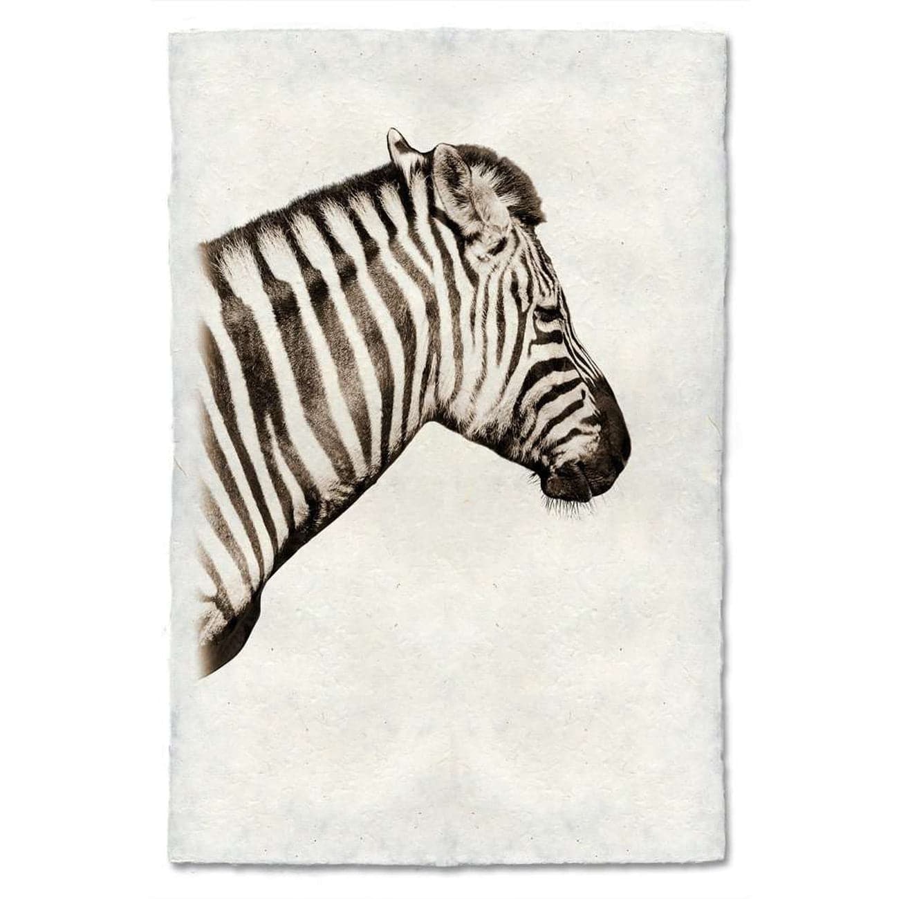 Zebra Profile Print - BARLOGA-ZebraProfilePrint - Parent 