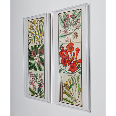 Catesby Botanical Artwork-Port 68-PORT-ACJS-312-176-Wall DecorI-4-France and Son