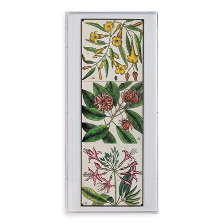 Catesby Botanical Artwork-Port 68-PORT-ACJS-312-176-Wall DecorI-1-France and Son