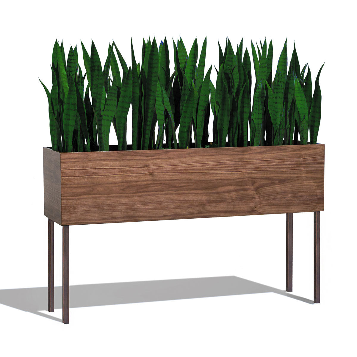 Sansevieria In Rectangle Planter With Legs-Gold Leaf Design Group-GOLDL-HY1720-49-Planters-1-France and Son