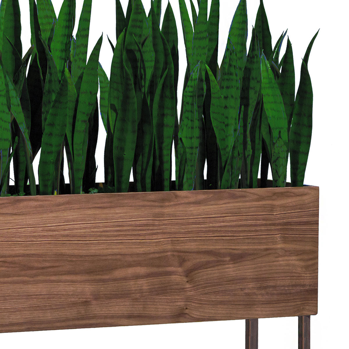 Sansevieria In Rectangle Planter With Legs-Gold Leaf Design Group-GOLDL-HY1720-49-Planters-2-France and Son