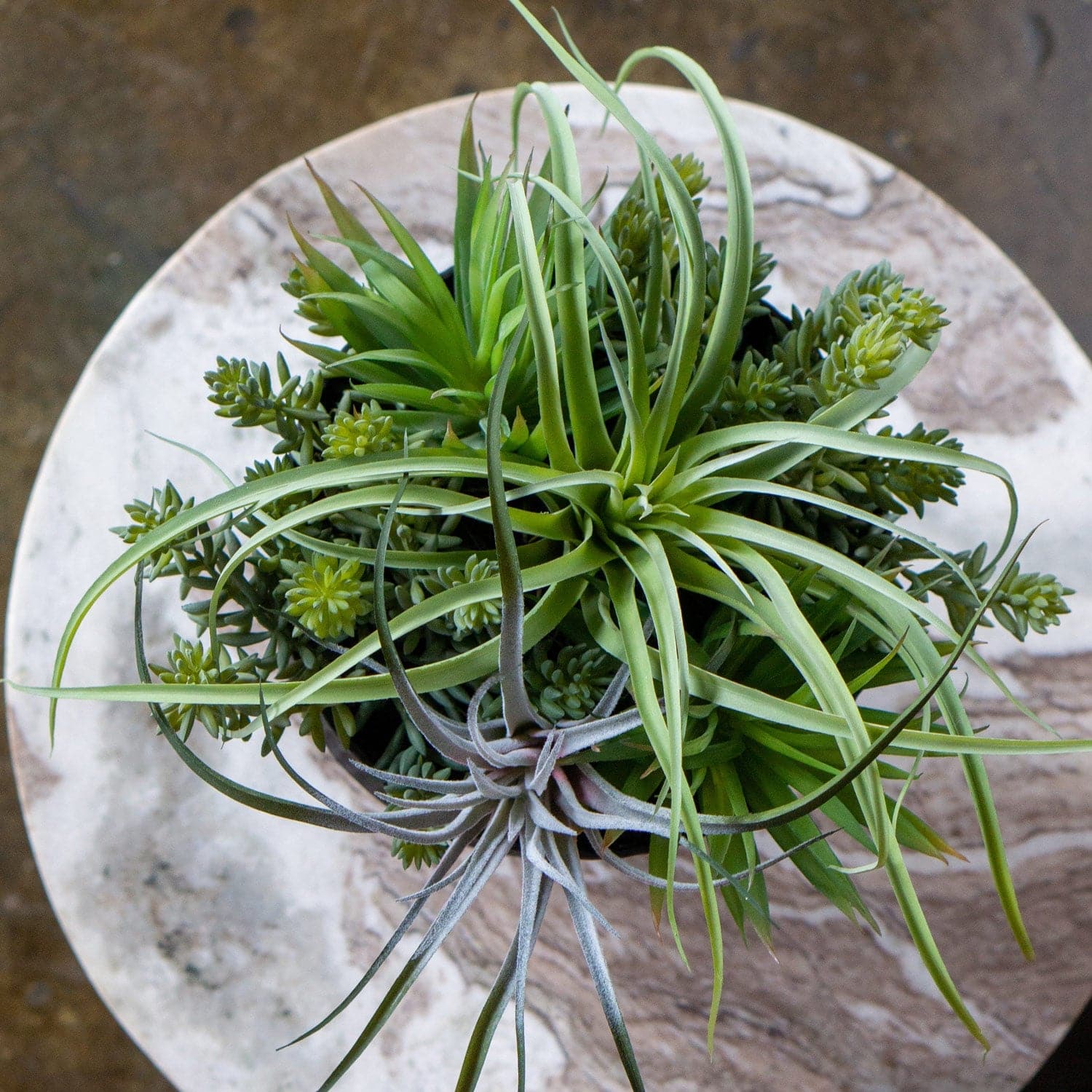 Nama Air Plant Mix With Sedum 13"H-Gold Leaf Design Group-GOLDL-HY1838-13-Planters-2-France and Son