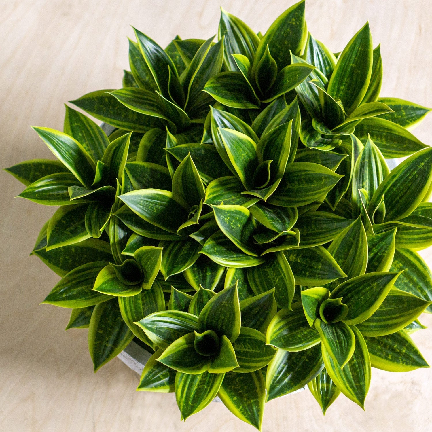 Sansevieria In Dolma Bowl, LG-Gold Leaf Design Group-GOLDL-HY2085-14-Planters-3-France and Son