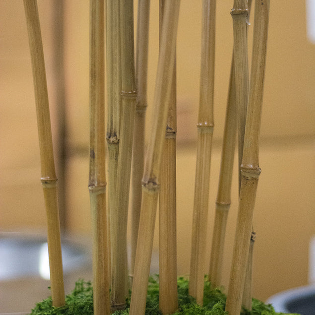 Bamboo Tree in Kawa Planter-Gold Leaf Design Group-GOLDL-HY3105-BK-PlantersGranite Black-5-France and Son