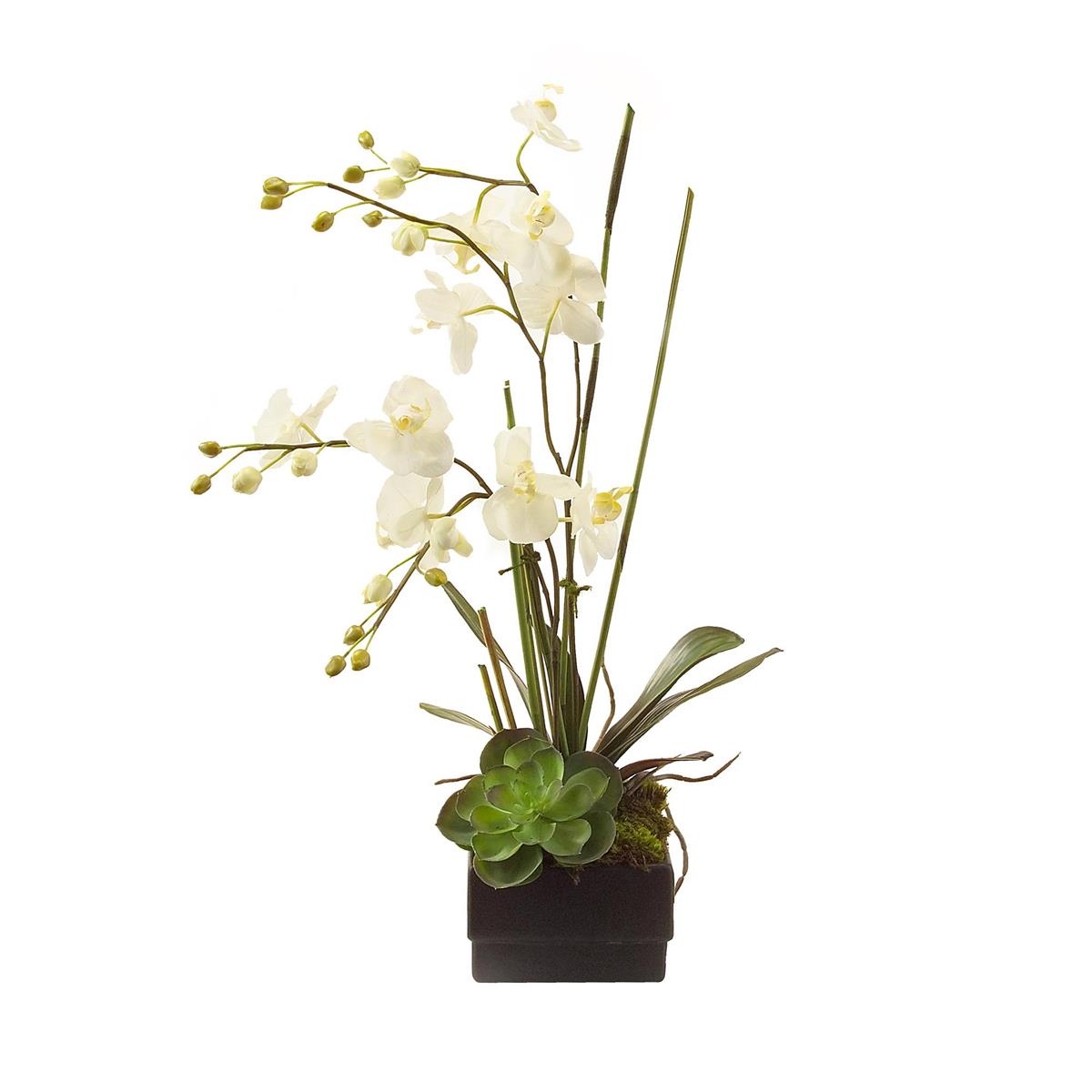 Phalaenopsis Orchid-John Richard-JR-JRB-2191-Decor-1-France and Son
