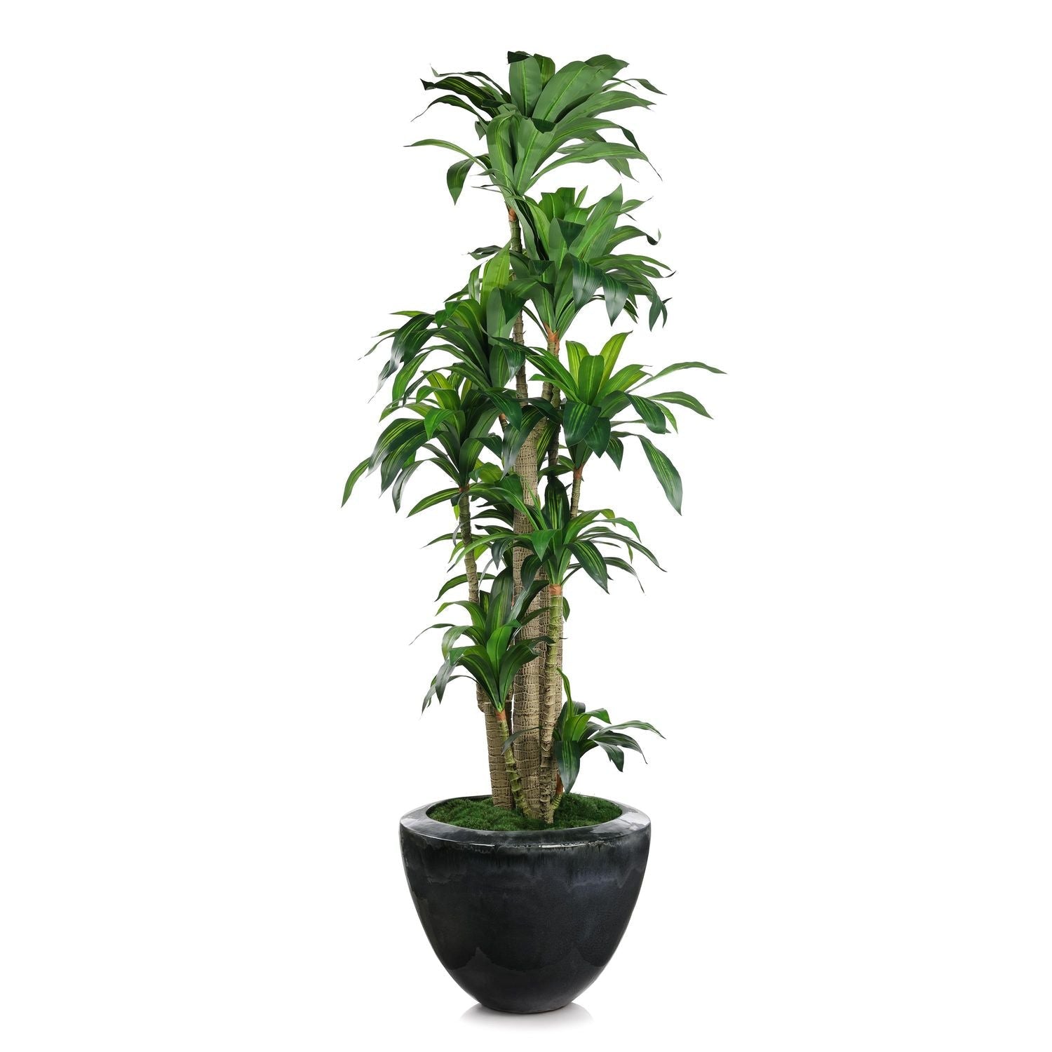 Dracaena Corn Tree, shown in forest green and charcoal black with ceramic, faux foliage, and freestanding floor planter.
