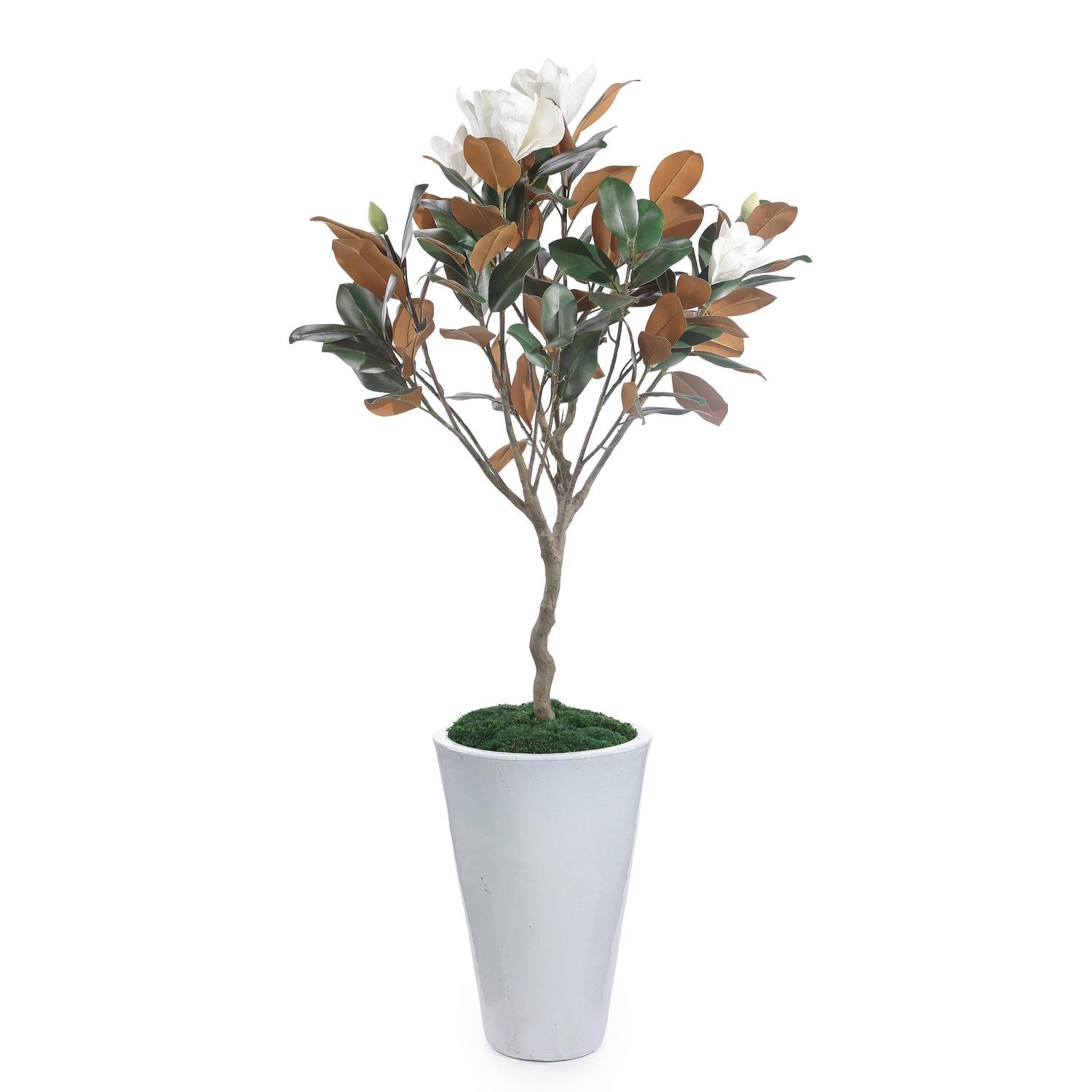 Southern Magnolia Tree