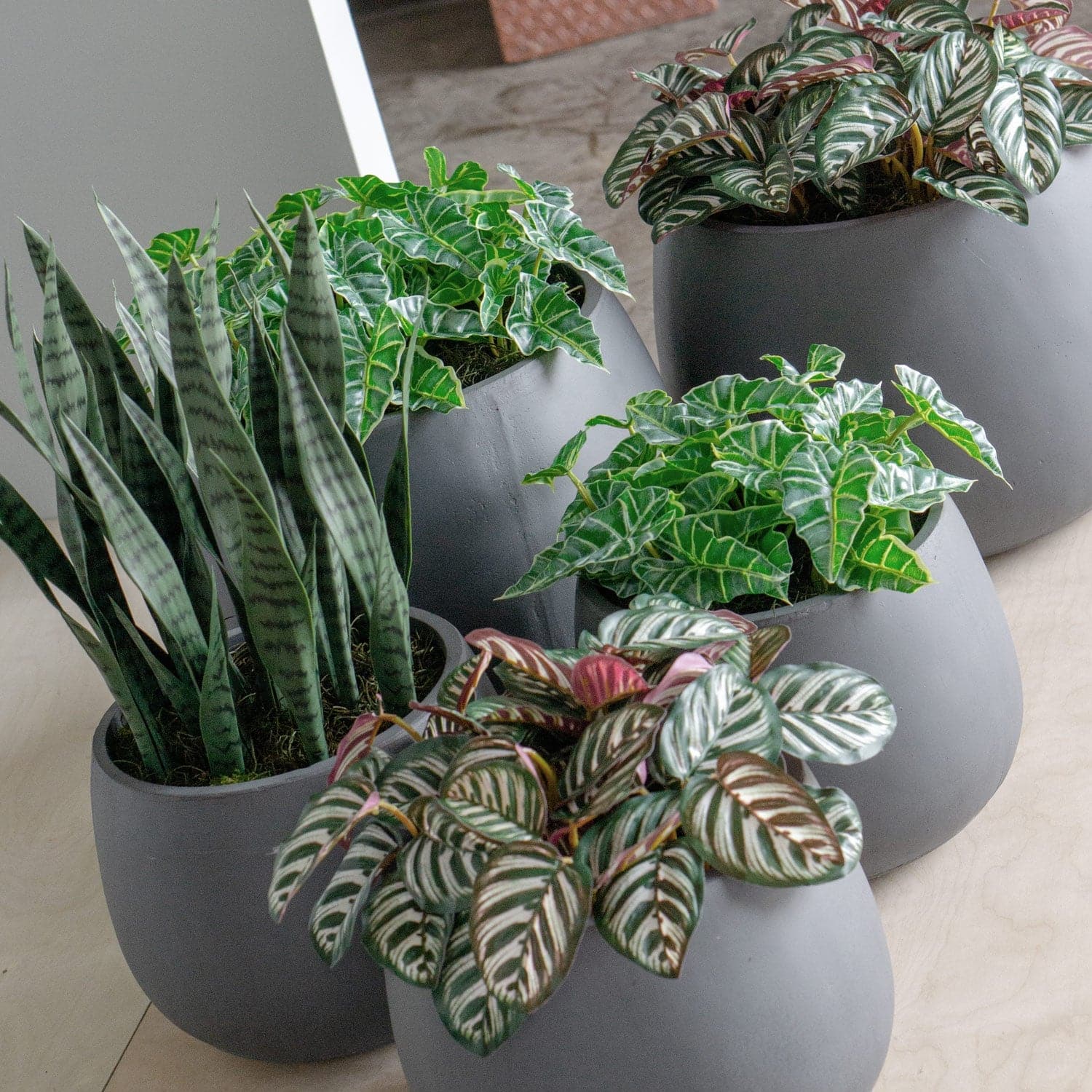 Sansevieria In Puddle Planter Grey - SM-Gold Leaf Design Group-GOLDL-HY2081-1-Planters-3-France and Son