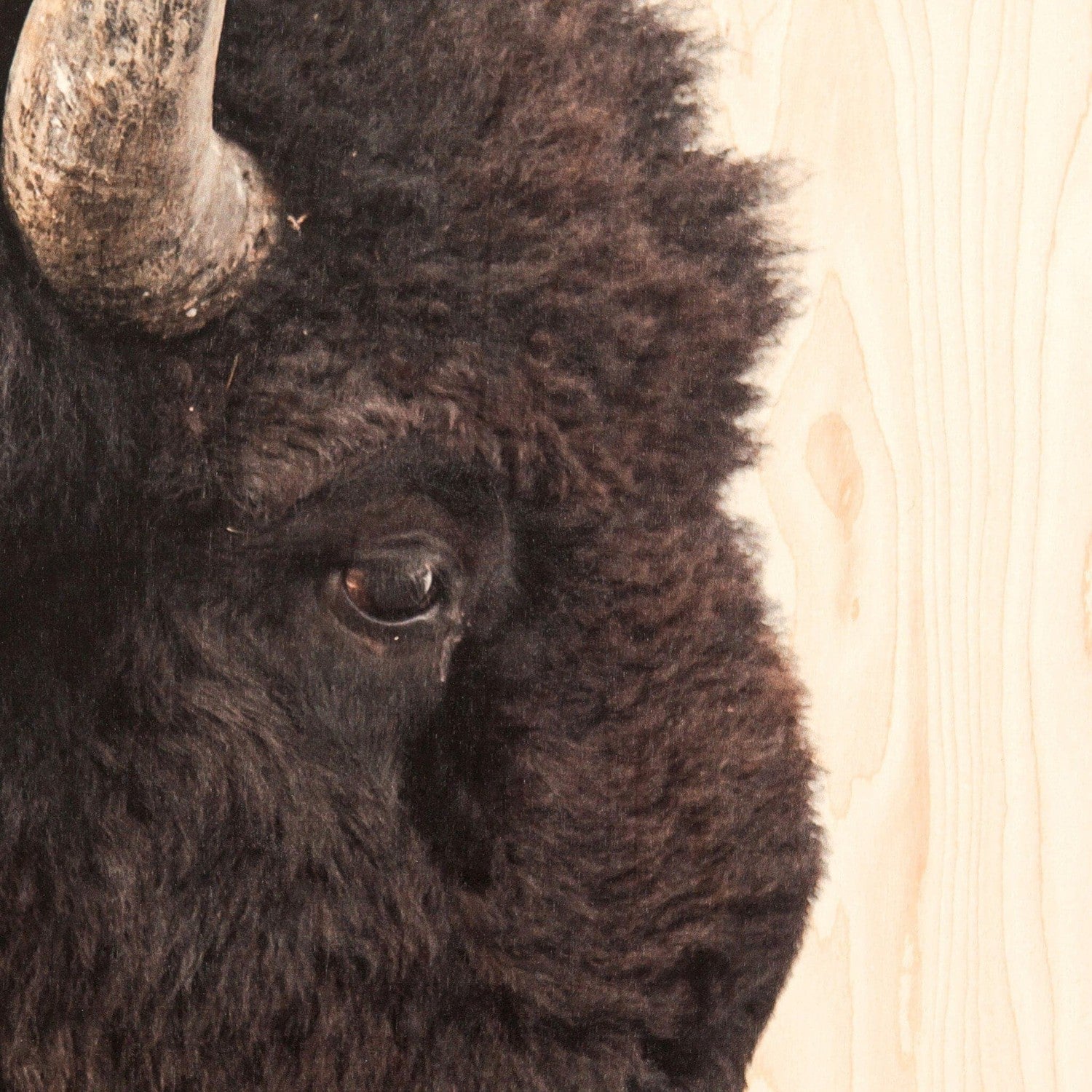 American Bison by Getty Images - Maple Box