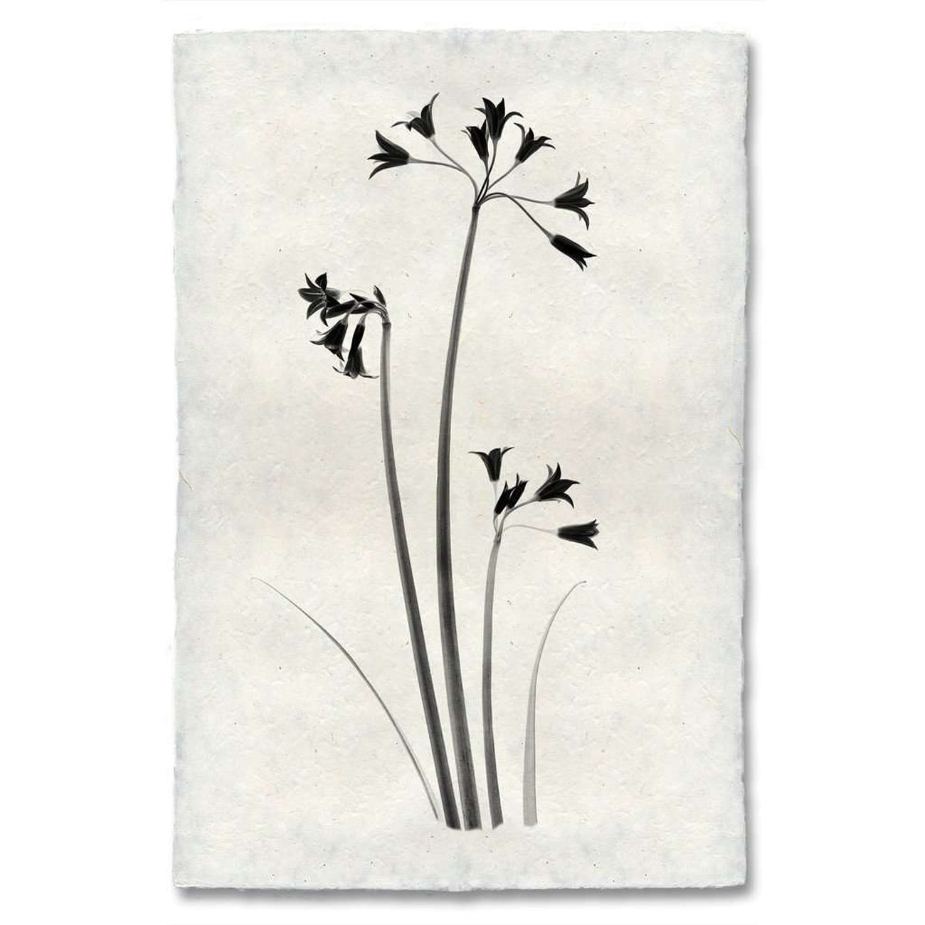 BARLOGA-WildBlossomsPrint - Parent - wild blossoms print 