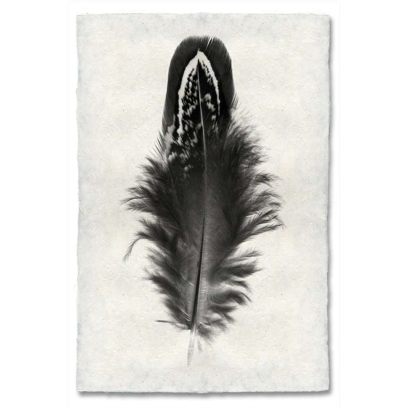 Feather Study #3 Print 