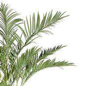 8' Areca Palm Tree-New Growth Designs-NGD-1852GR-Decor-2-France and Son