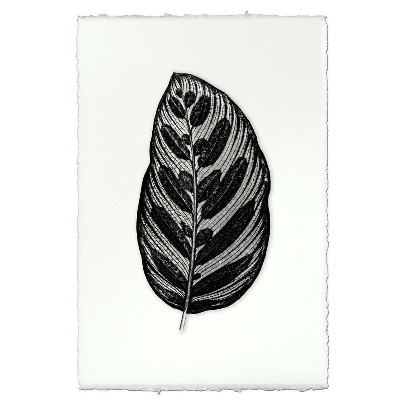 BARLOGA-RoundedDesignLeafPrint - Parent - rounded design leaf print 