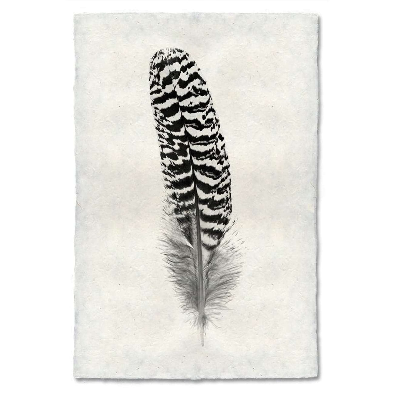 Feather Study #13 Print - BARLOGA-FeatherStudy#13Print