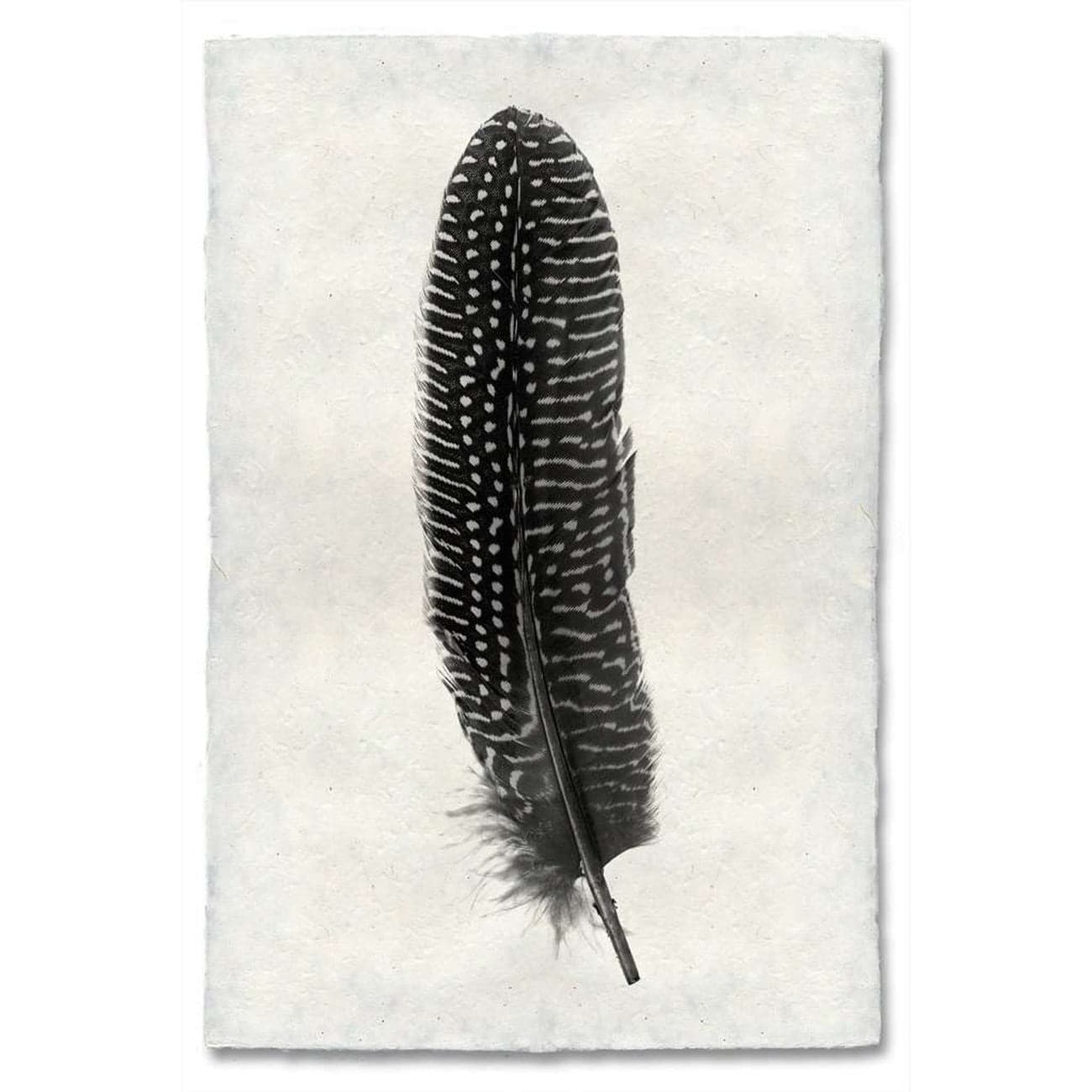 Feather Study #5 Print