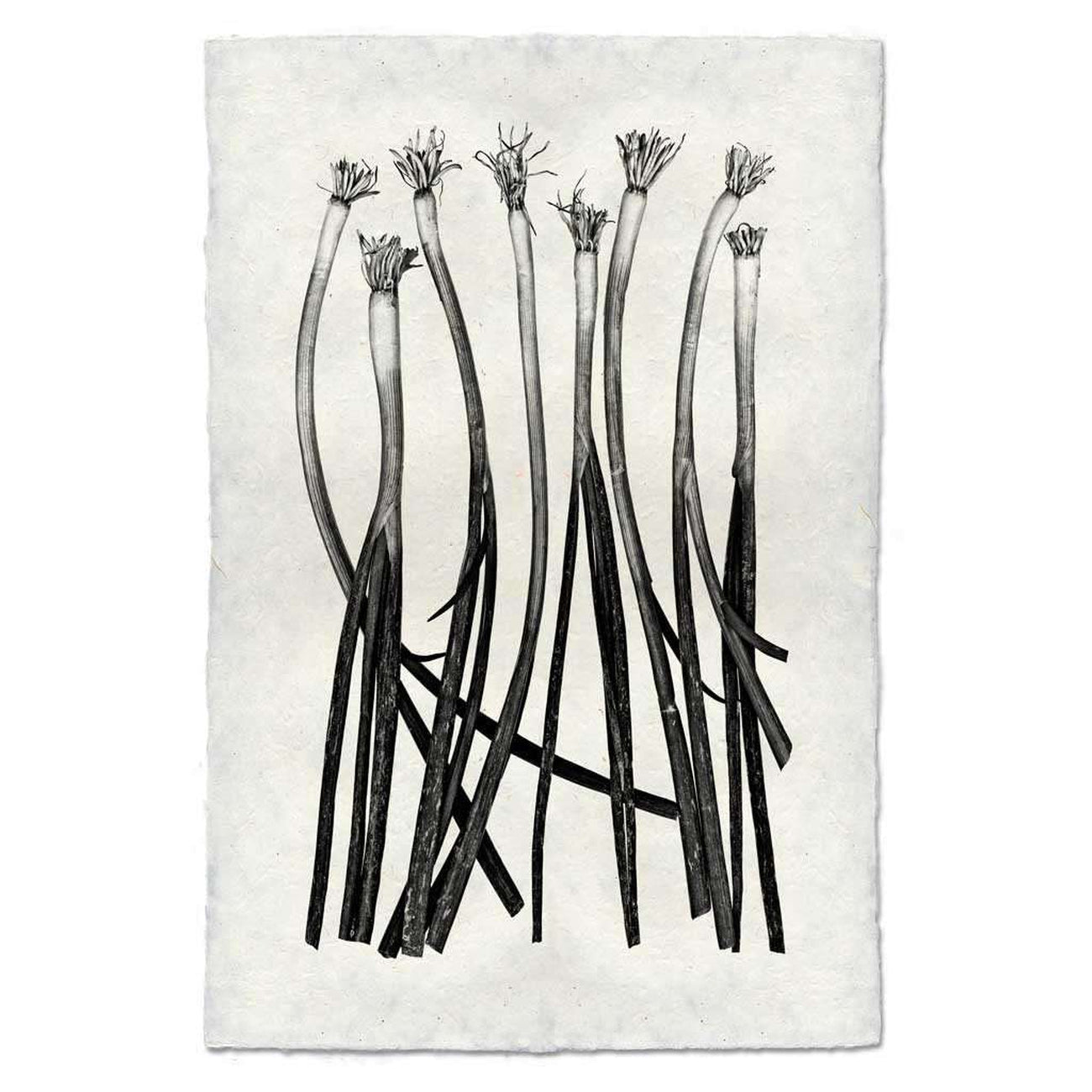 BARLOGA-ScallionSetPrint - Parent - Scallion Set Print 