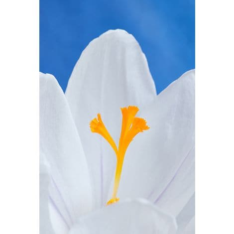 Calming White Crocus-Wendover-WEND-HAB001-Wall Art-1-France and Son