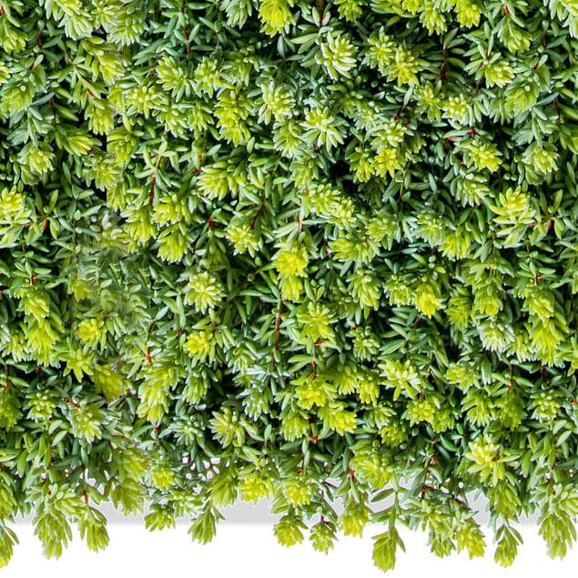 Green Wall Sedum Album Green-Gold Leaf Design Group-GOLDL-HY8457-25-Wall Decor-3-France and Son