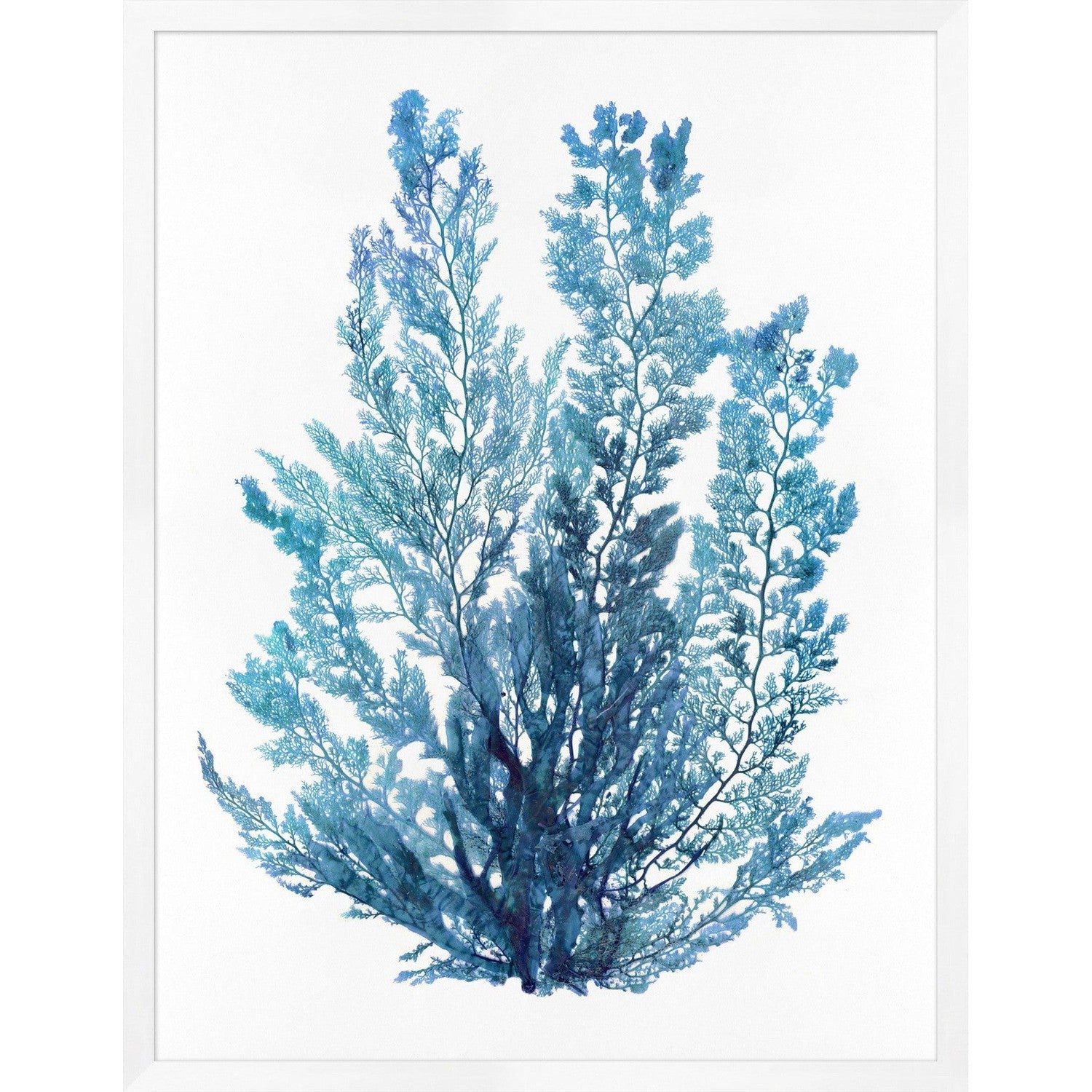 Pressed Seaweed Arrangement in Indigo 1-Wendover-WEND-WCL1467-Wall Art-1-France and Son